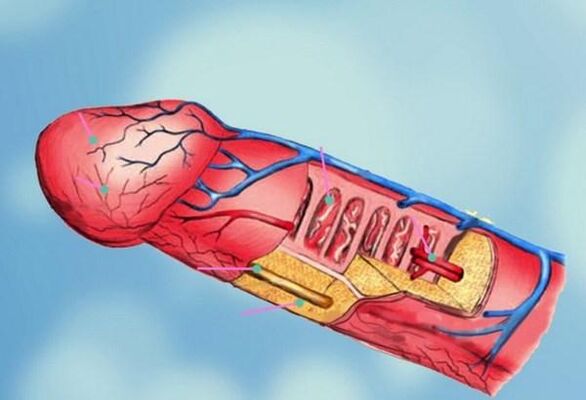 阴茎结构和头部增大